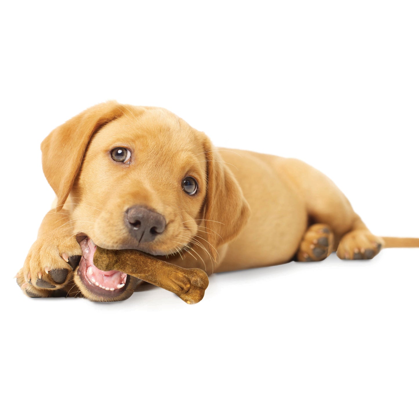Nylabone Healthy Edibles Puppy Turkey Sweet Potato Dog Chew Treats Turkey Sweet Potato, XS/Petite Up To 15 Lbs. 4 ct
