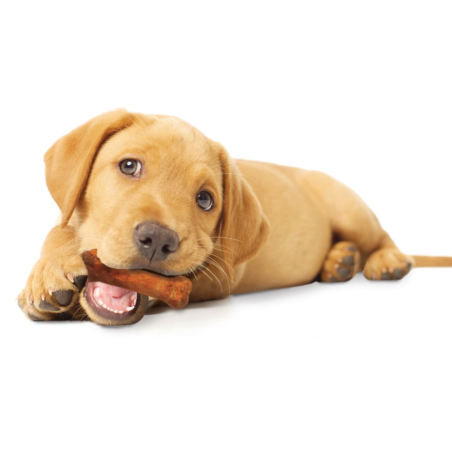 Nylabone Healthy Edibles Puppy Turkey Sweet Potato Dog Chew Treats Turkey Sweet Potato, SMall/Regular Up To 25 Ibs. 3 ct