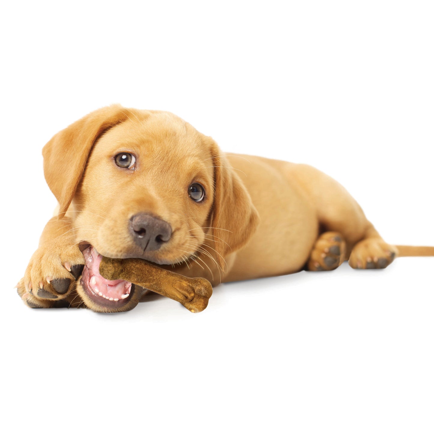 Nylabone Healthy Edibles Puppy AnimalShaped Lamb Apple Dog Chew Treats Lamb Apple, XS/Petite Up To 15 Lbs. 4 ct