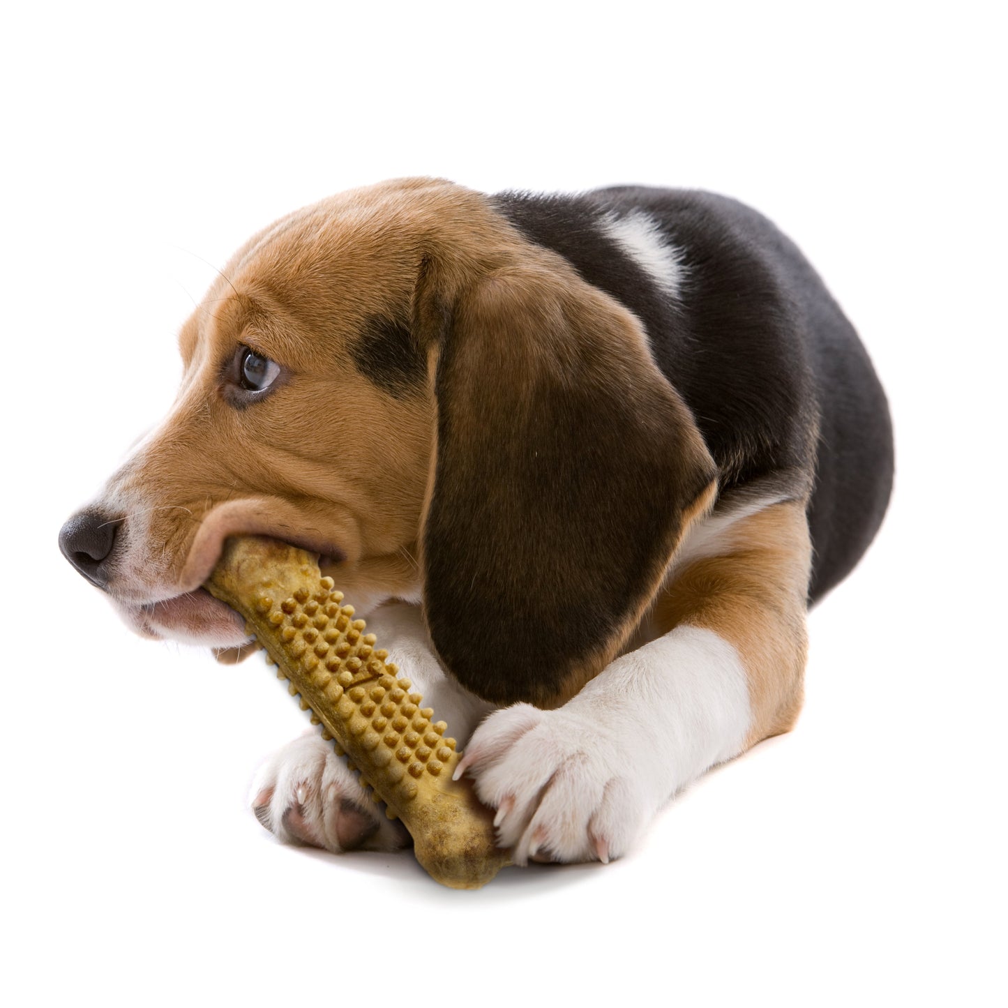 Nylabone Natural Nubz Chicken Dog Treats Chicken, Large 30 Lbs. 2 ct