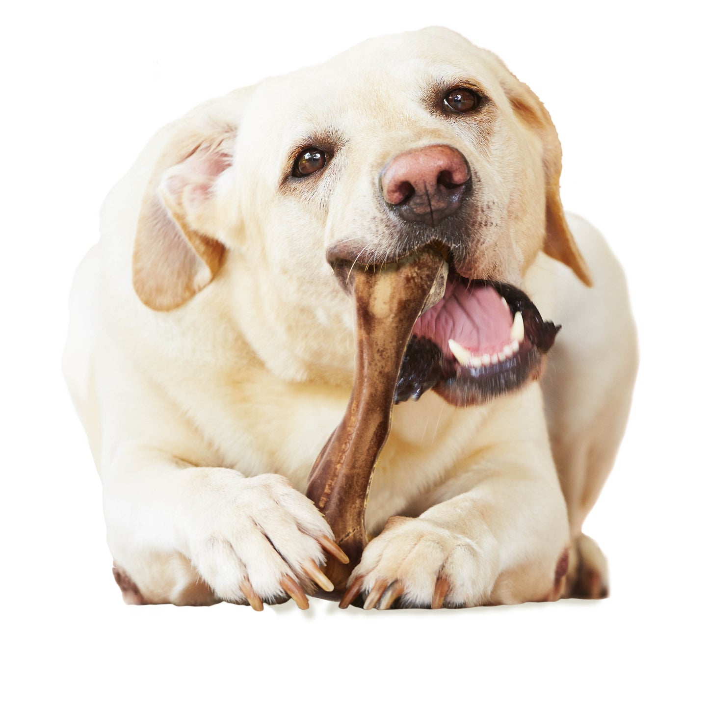 Nylabone Healthy Edibles WILD Natural Long Lasting Venison Dog Chew Treats Venison, Large/Giant Up To 50 Lbs. 1 ct