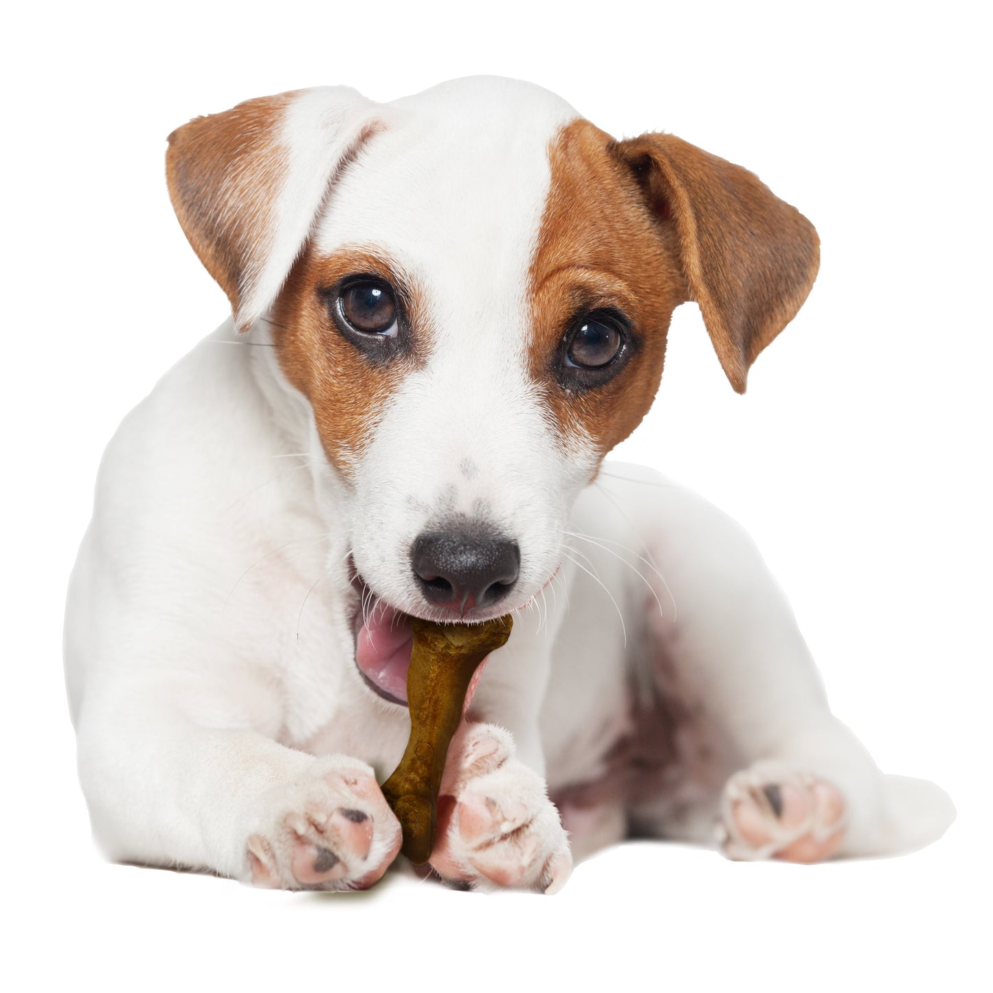 Nylabone Healthy Edibles WILD Natural Long Lasting Bison Dog Chew Treats Bison, SMall/Regular Up To 25 Ibs. 8 ct