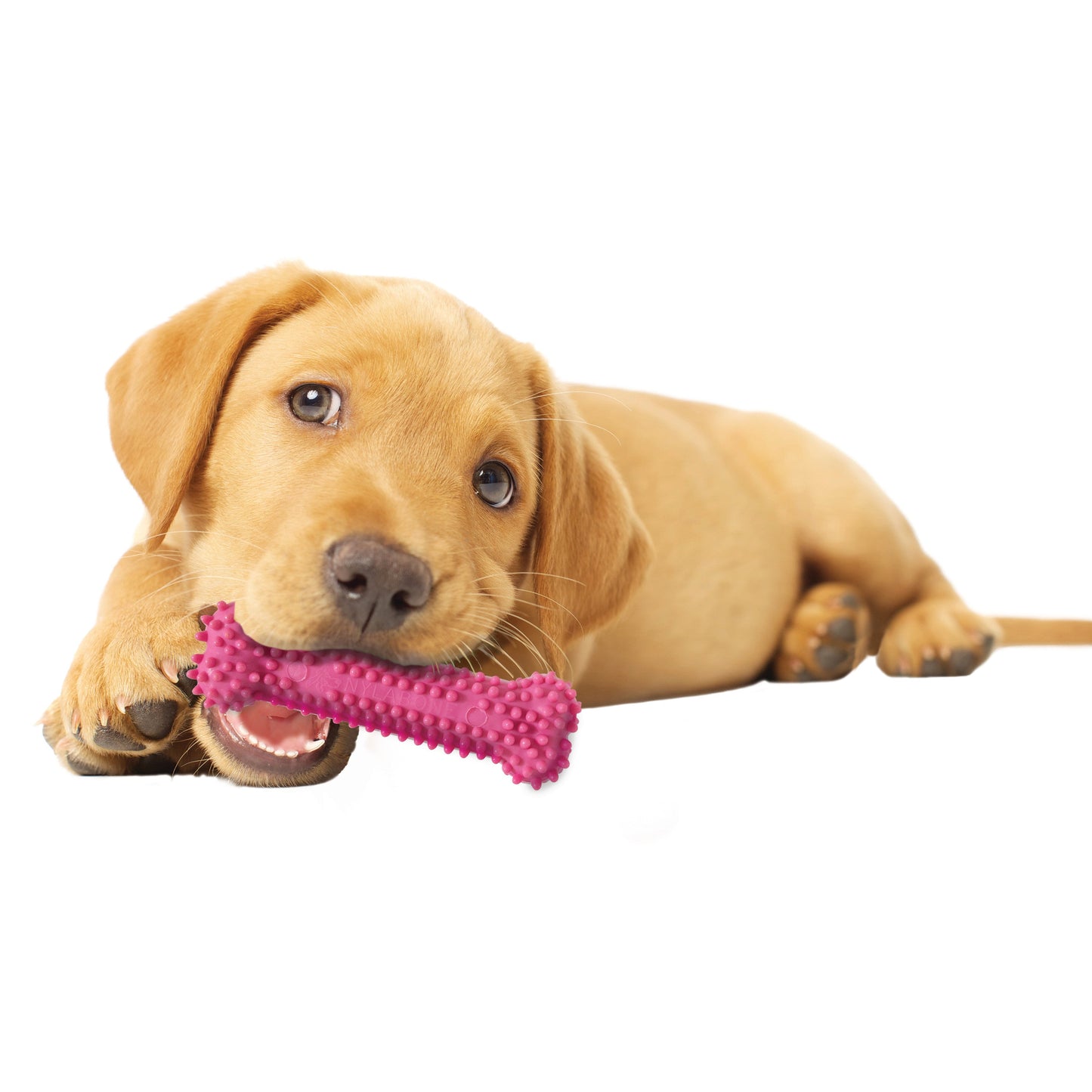 Nylabone Puppy Chew Variety Toy Treat Triple Pack Chicken Lamb Starter Kit, SMall/Regular Up To 25 Ibs.