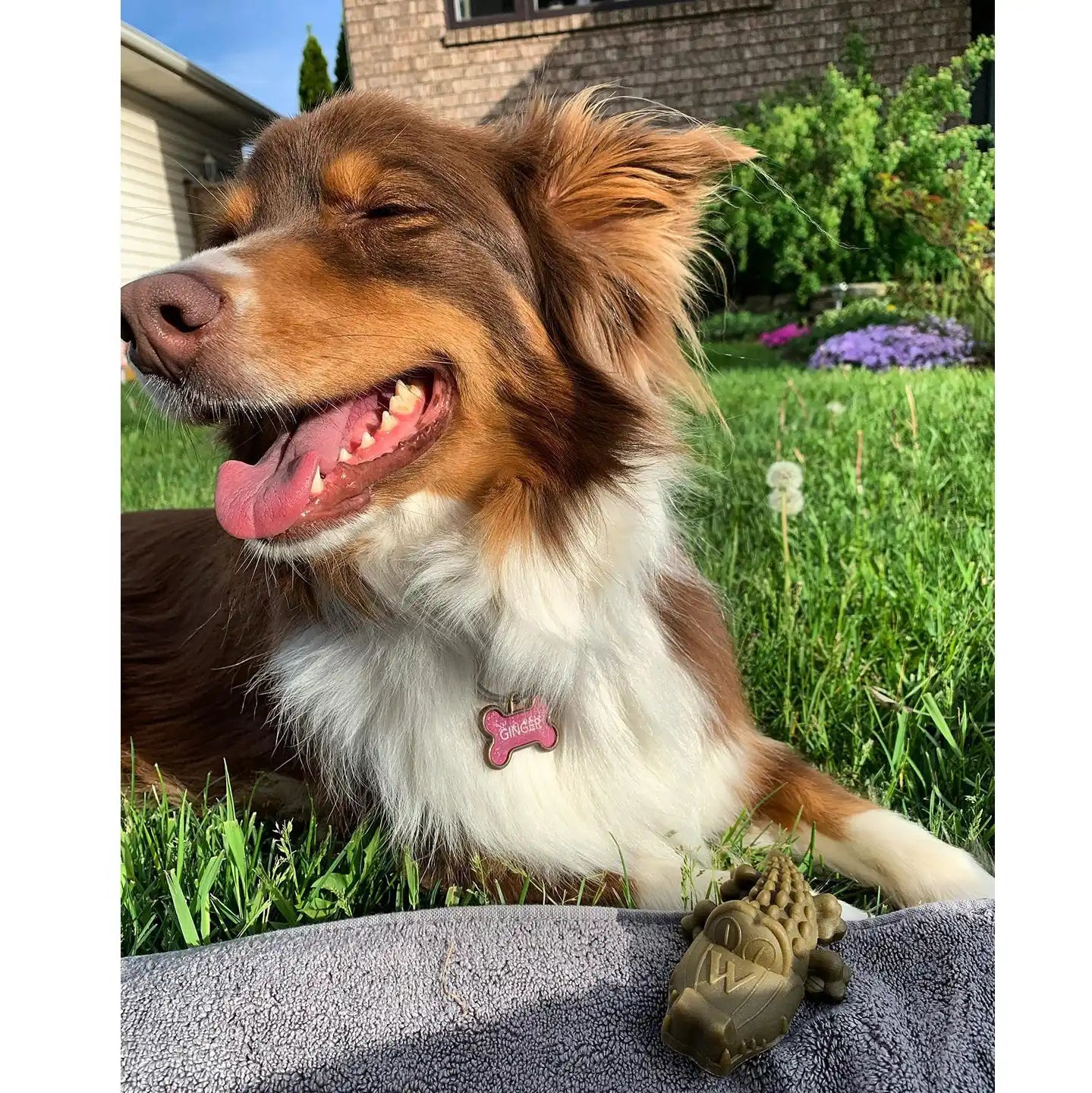 Whimzees Alligators Sm 12.7 oz Bag