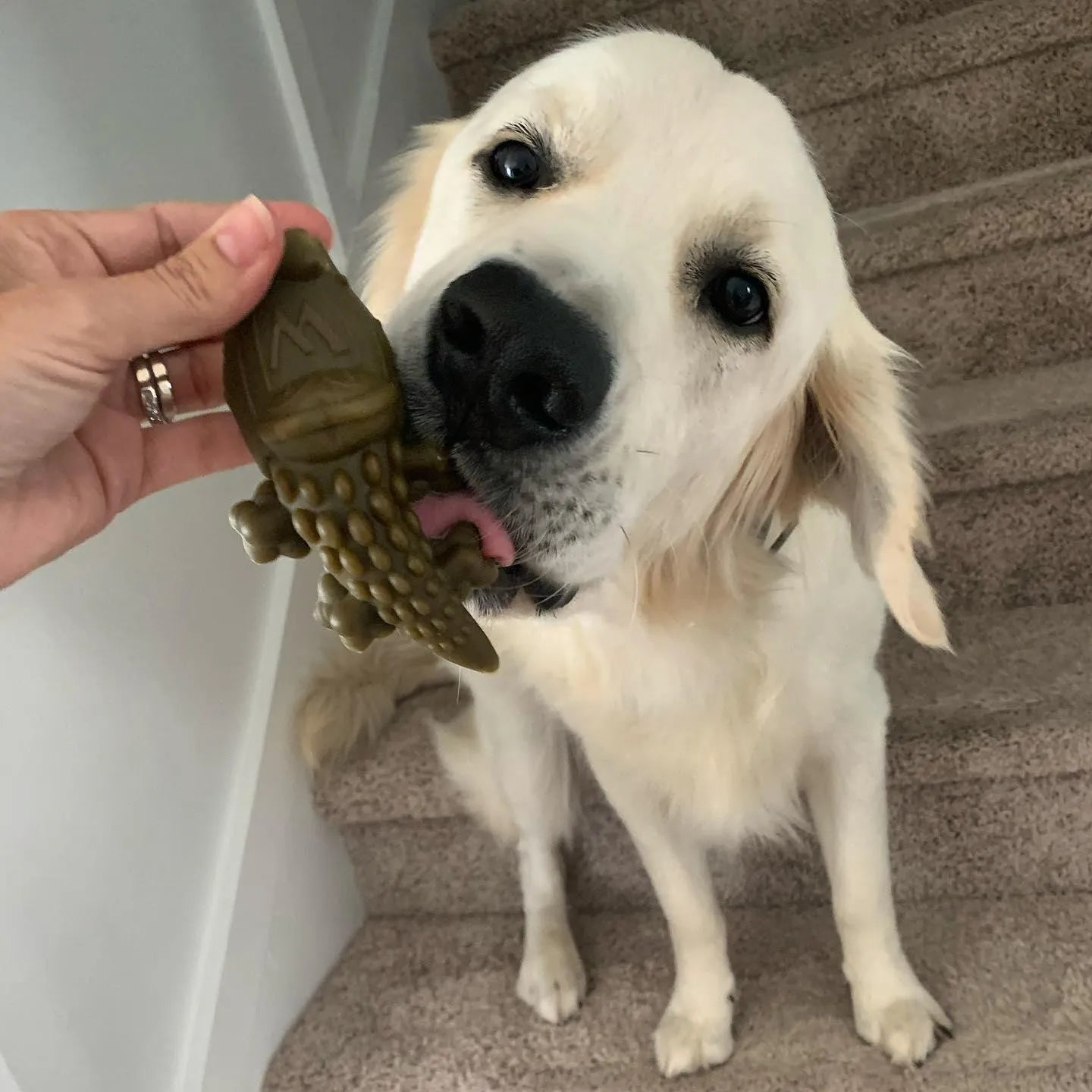 Whimzees Alligators Lg 12.7 oz Bag