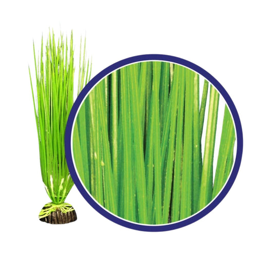 Weco Products Freshwater Series Asian Hairgrass Aquarium Plant Green, 1ea/9 in