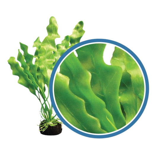 Weco Products Freshwater Pro Series Amazon Ruffled Sword Aquarium Plant Green, 1ea/30 in