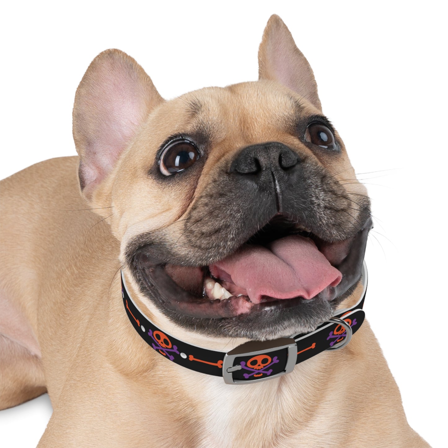 No Treats No Trick Halloween Dog Collar