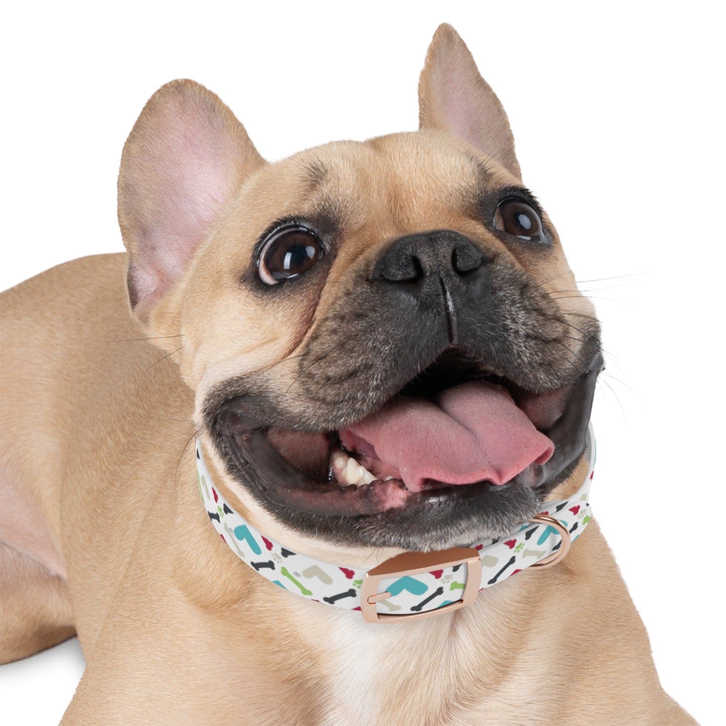 Bones, Paw prints and Hearts Oh My! Dog Collar