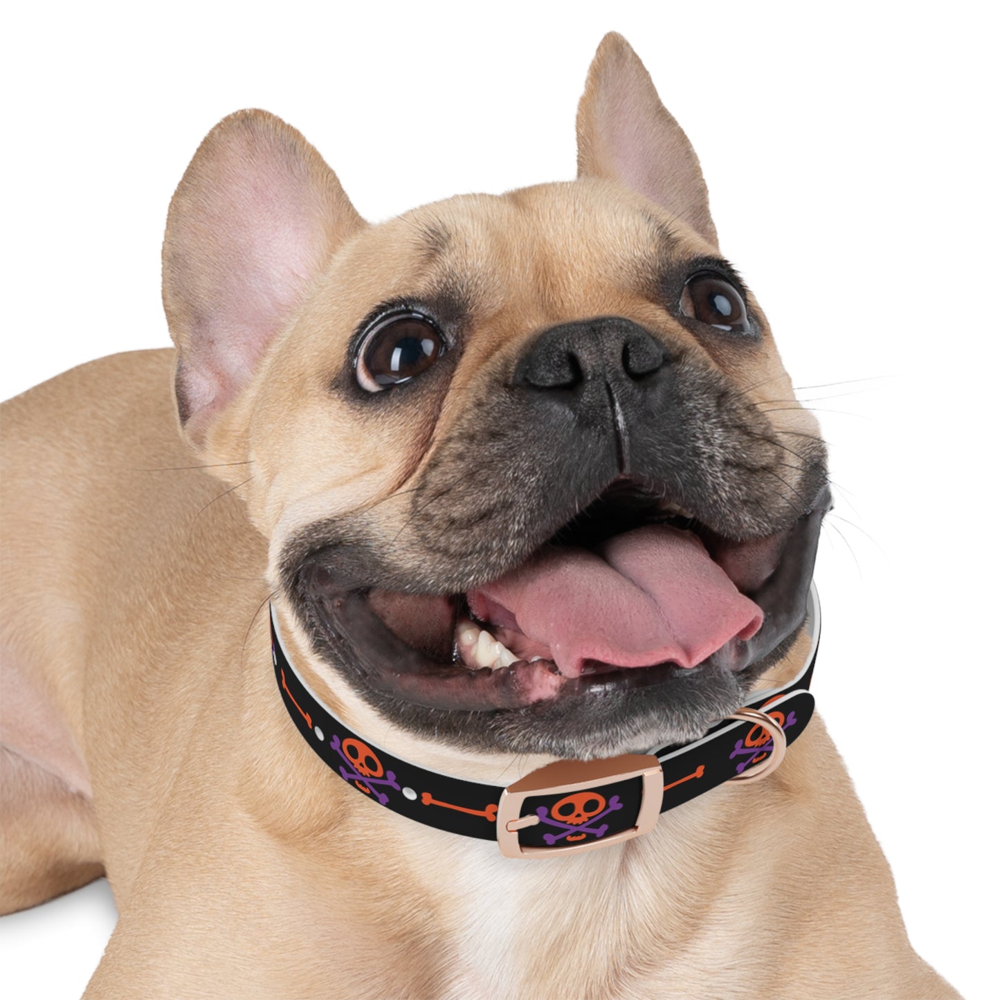 No Treats No Trick Halloween Dog Collar