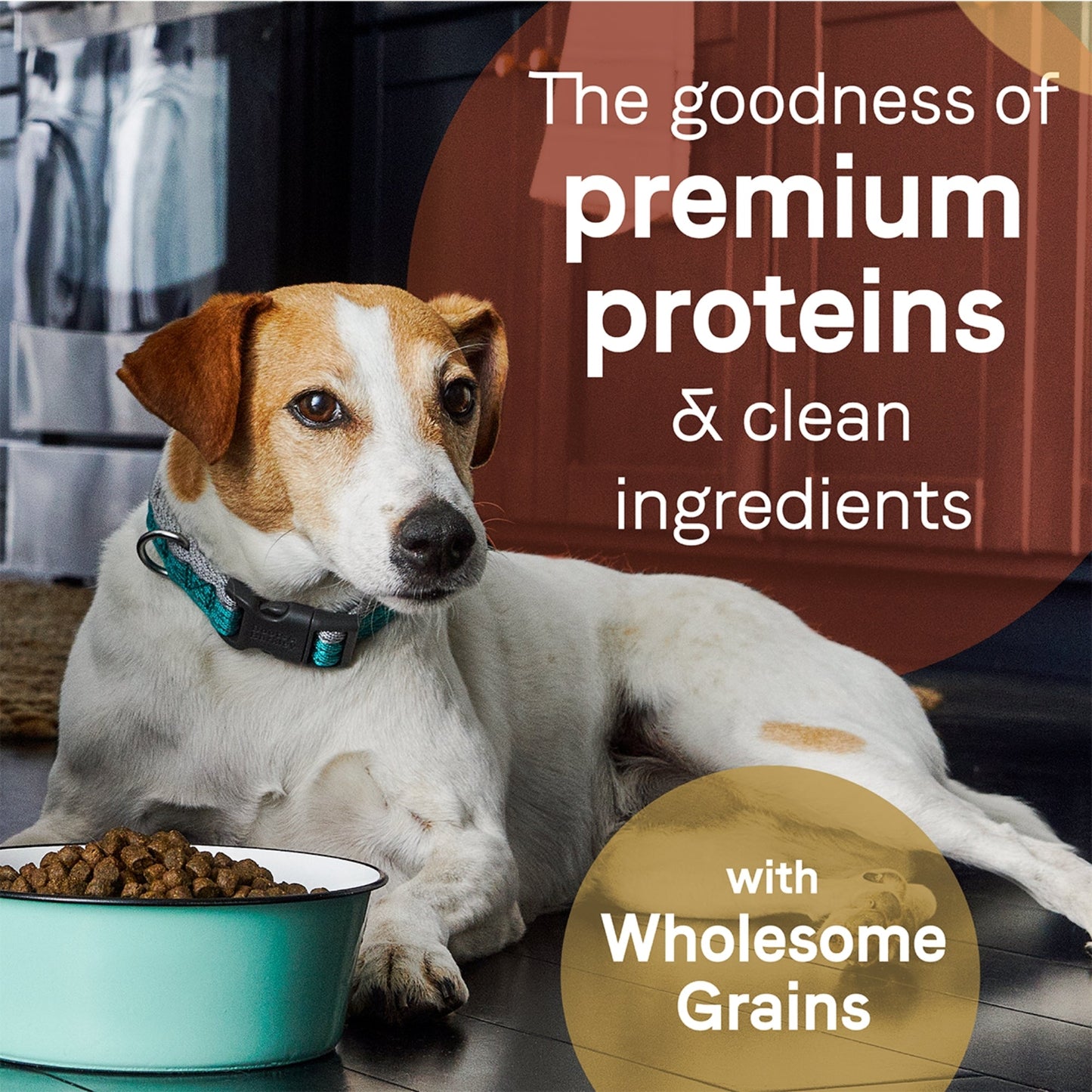 CANIDAE PURE Goodness w/Wholesome Grains Dry Dog Food Beef & Barley 22lb