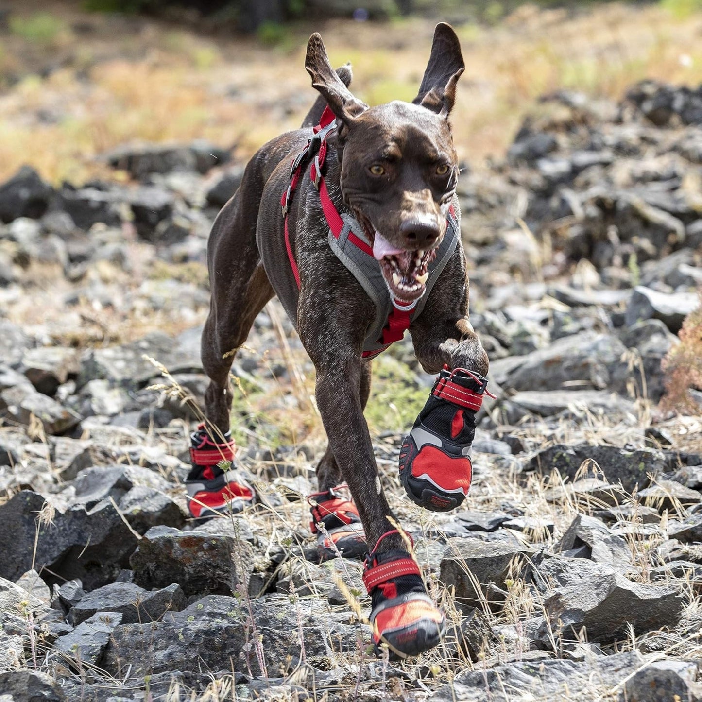 Kurgo Dog Blaze Boots Black & Red Small 2 Pack
