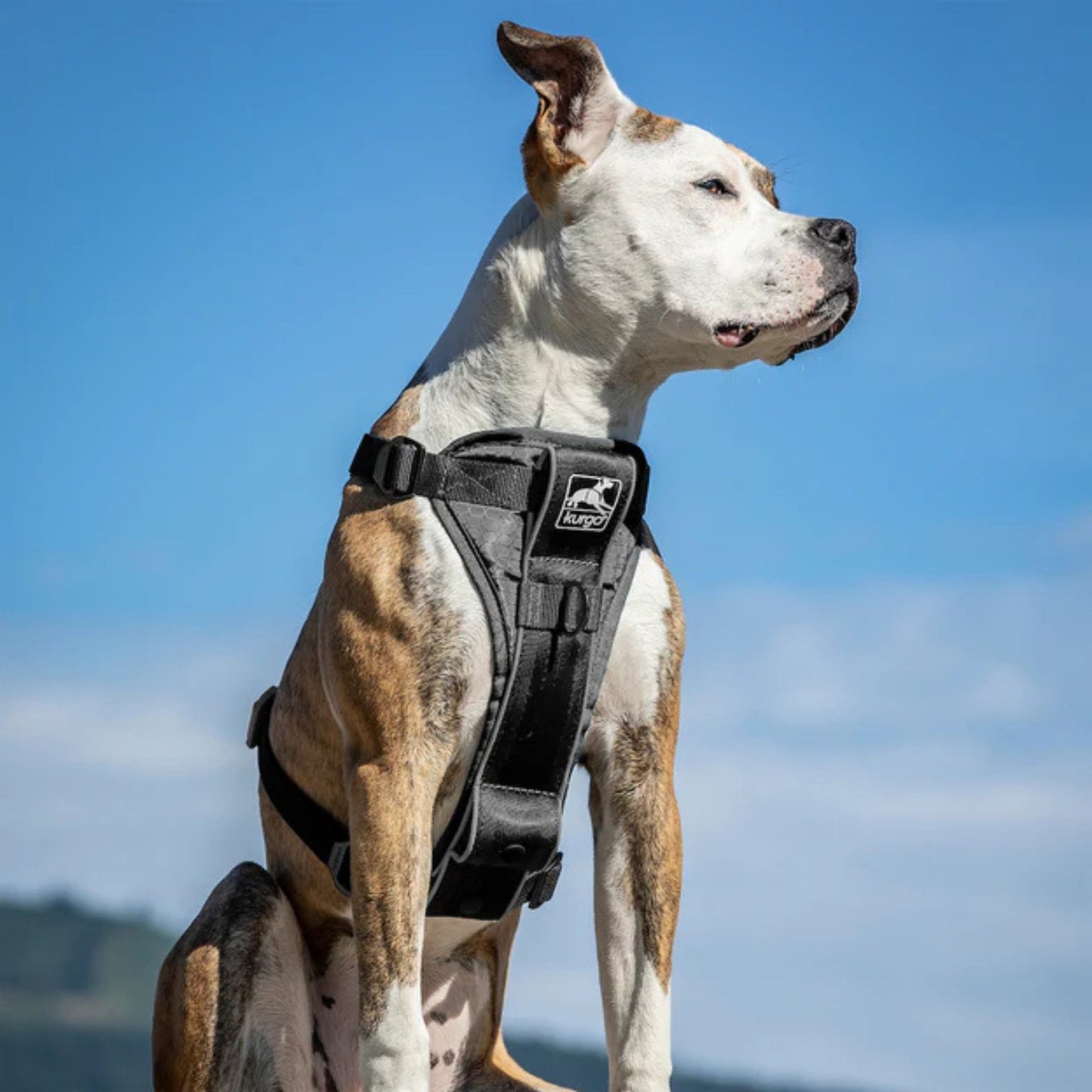 Kurgo Dog Tru Fit Smart Harness Black Medium
