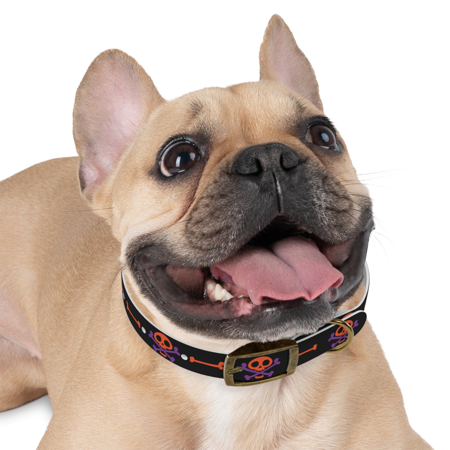 No Treats No Trick Halloween Dog Collar