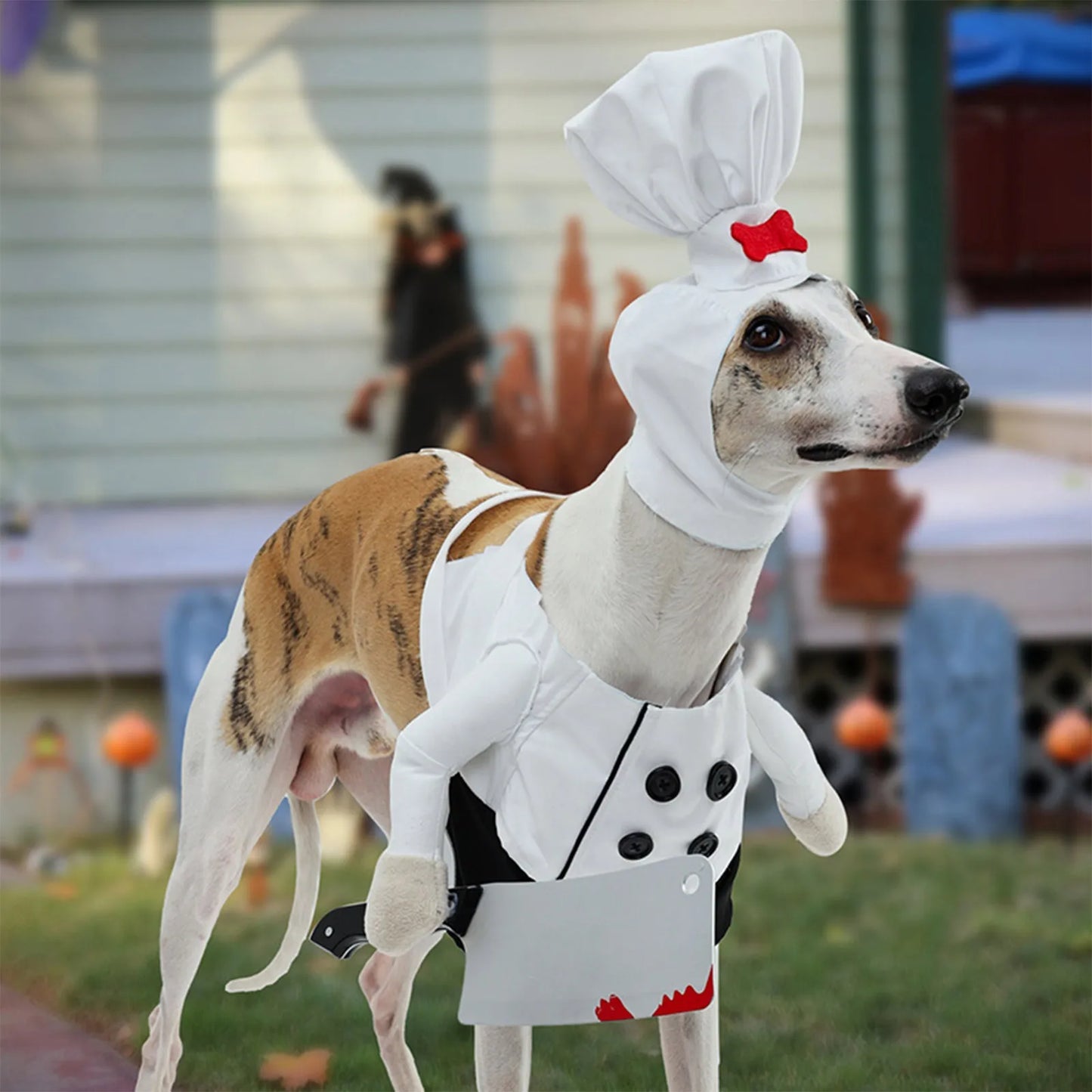 Fur-ieri Flavor Town: Pet Chef Costume